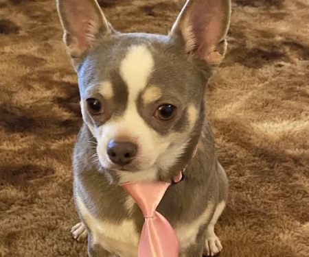 South County Animal Hospital, A Thrive Pet Healthcare Partner