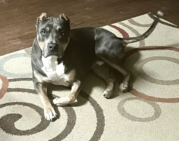 South County Animal Hospital, A Thrive Pet Healthcare Partner Picture 6