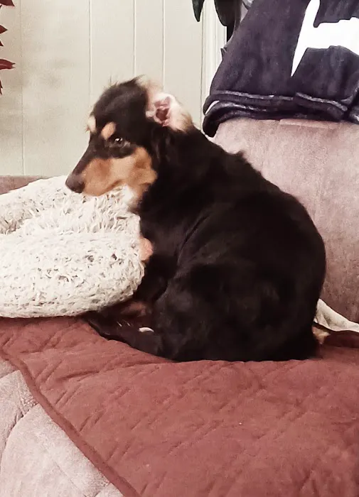 South County Animal Hospital, A Thrive Pet Healthcare Partner Picture 5