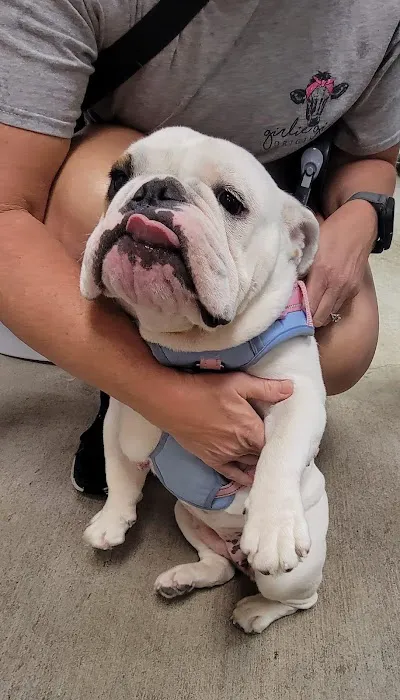 Town & Country Animal Hospital Picture 1