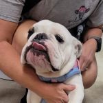 Town & Country Animal Hospital
