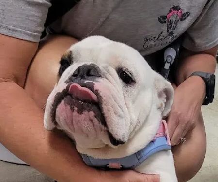 Town & Country Animal Hospital