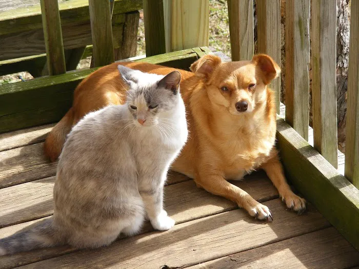 Dripping Springs Pet Hospital Picture 2