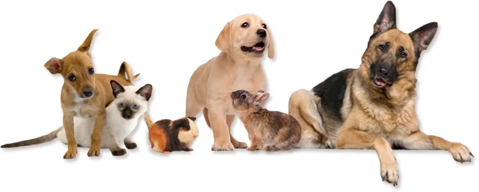 Dripping Springs Pet Hospital Picture 10