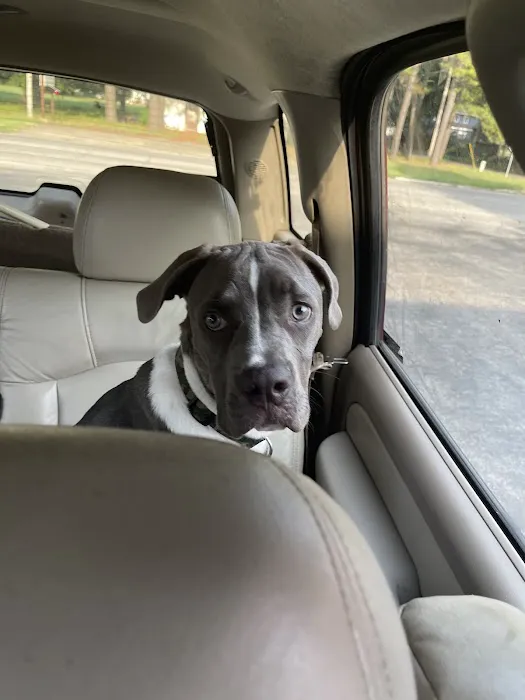 Dripping Springs Pet Hospital Picture 8