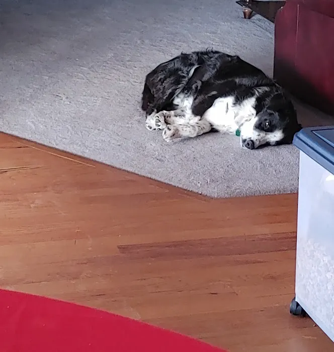 Animal Care Central Picture 4