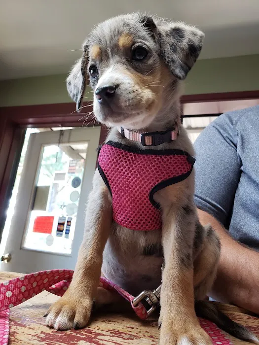 Denham Animal Clinic Picture 1