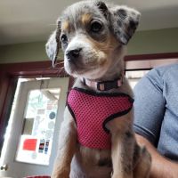 Denham Animal Clinic ico