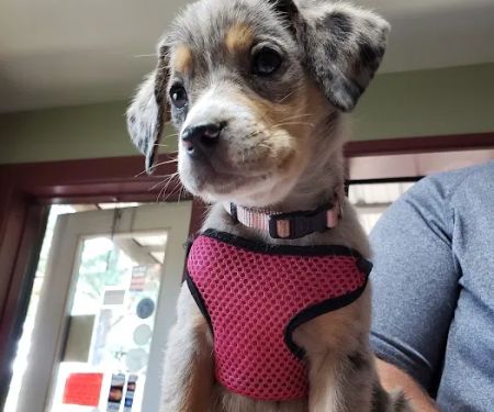 Denham Animal Clinic