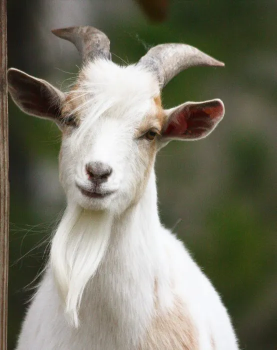 Denham Animal Clinic Picture 2