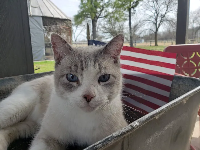 Denham Animal Clinic Picture 6