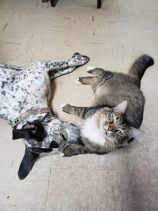 Denham Animal Clinic Picture 3