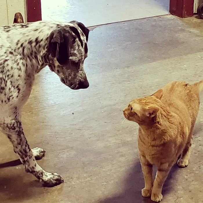 Denham Animal Clinic Picture 8