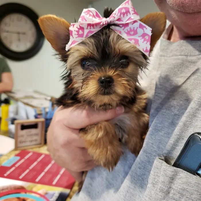 McKinney Animal Hospital Picture 2