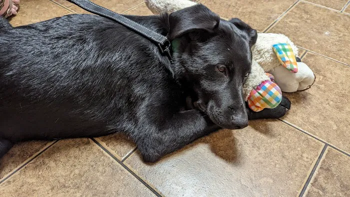 McKinney Animal Hospital Picture 1