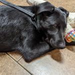 McKinney Animal Hospital