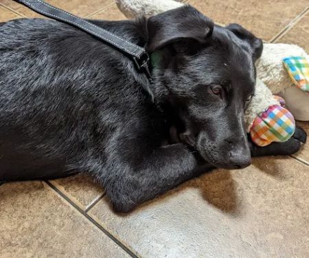 McKinney Animal Hospital