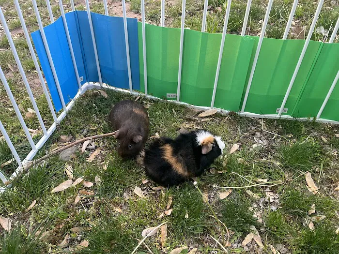 McKinney Animal Hospital Picture 3