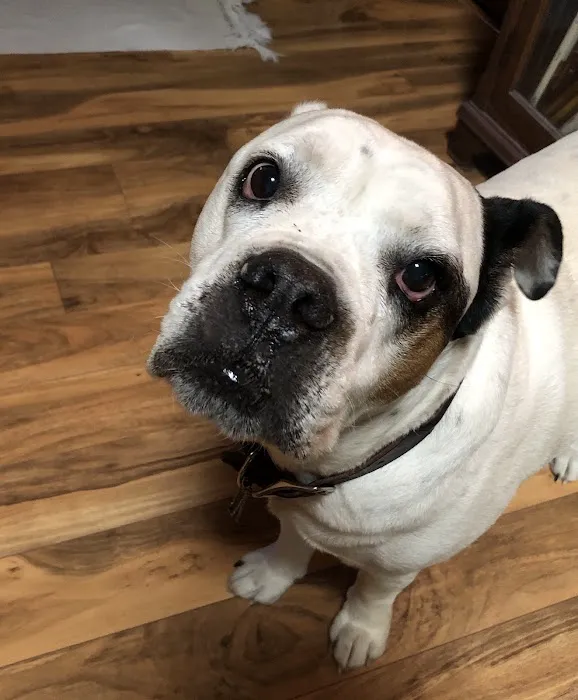 McKinney Animal Hospital Picture 6