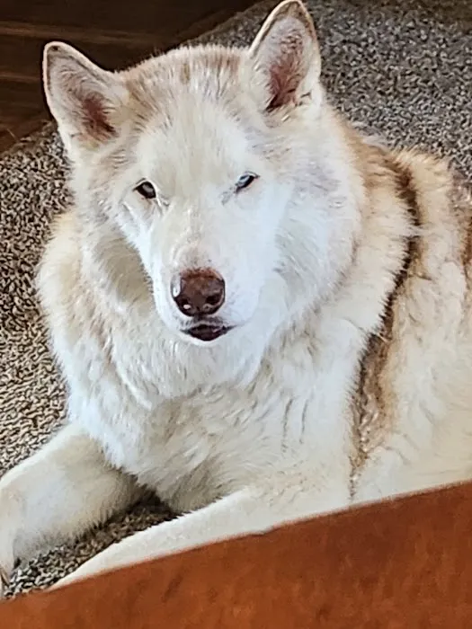 McKinney Animal Hospital Picture 4