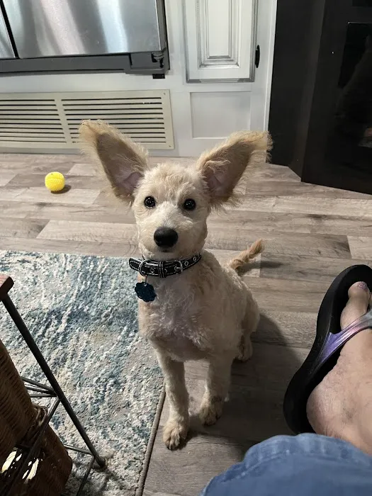 McKinney Animal Hospital Picture 5