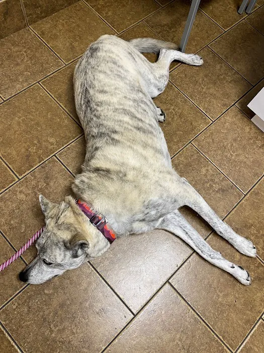 McKinney Animal Hospital Picture 7