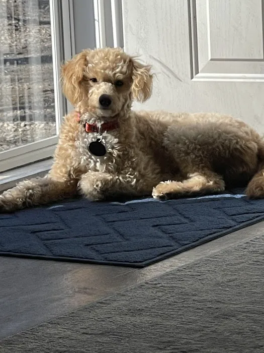 McKinney Animal Hospital Picture 8