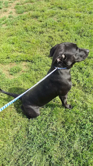 McKinney Animal Hospital Picture 10