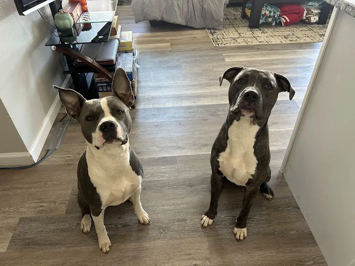 McKinney Animal Hospital Picture 9