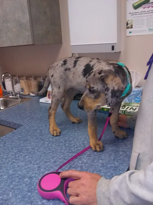 Sand Springs Small Animal Hospital Picture 1