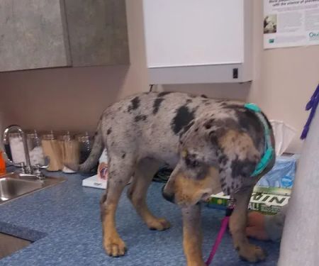 Sand Springs Small Animal Hospital