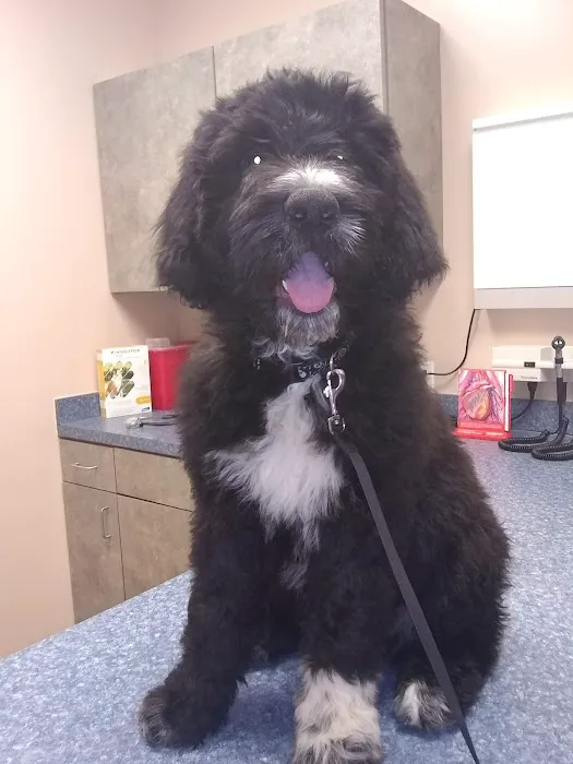 Sand Springs Small Animal Hospital Picture 3