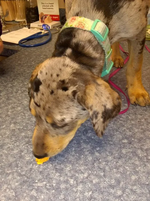 Sand Springs Small Animal Hospital Picture 2