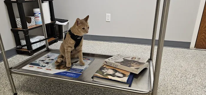 Sand Springs Small Animal Hospital Picture 6