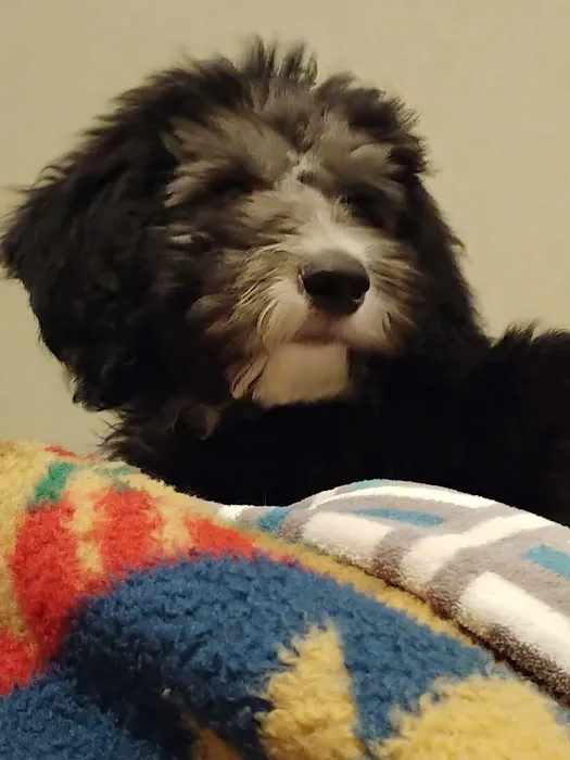 Sand Springs Small Animal Hospital Picture 5