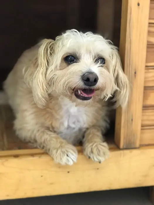 Sand Springs Small Animal Hospital Picture 8