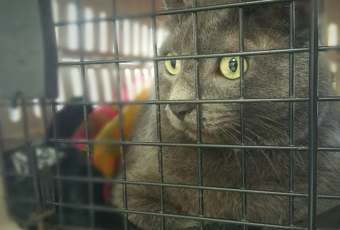 Sand Springs Small Animal Hospital Picture 9