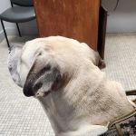 Bristow Veterinary Care Center