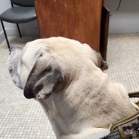 Bristow Veterinary Care Center ico