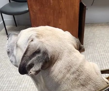 Bristow Veterinary Care Center