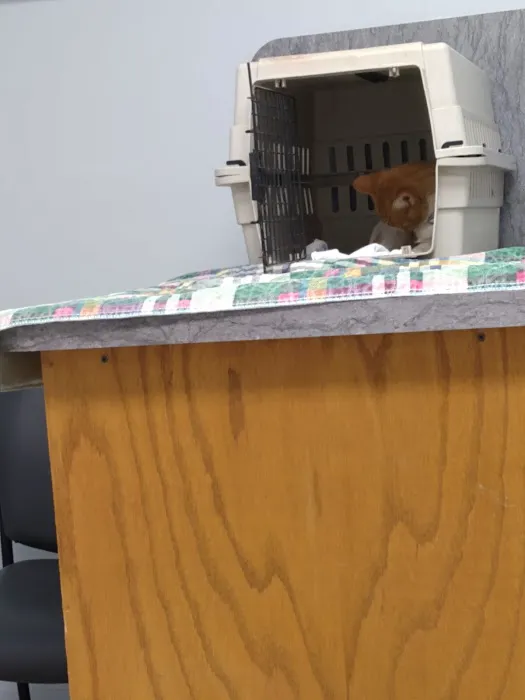 Bristow Veterinary Care Center Picture 4