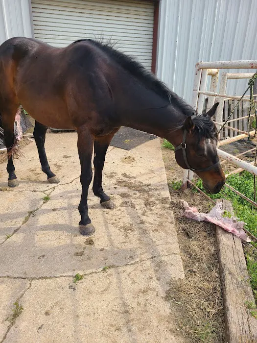 Bristow Veterinary Care Center Picture 5