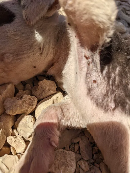 Bristow Veterinary Care Center Picture 2