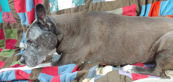 Bristow Veterinary Care Center Picture 9