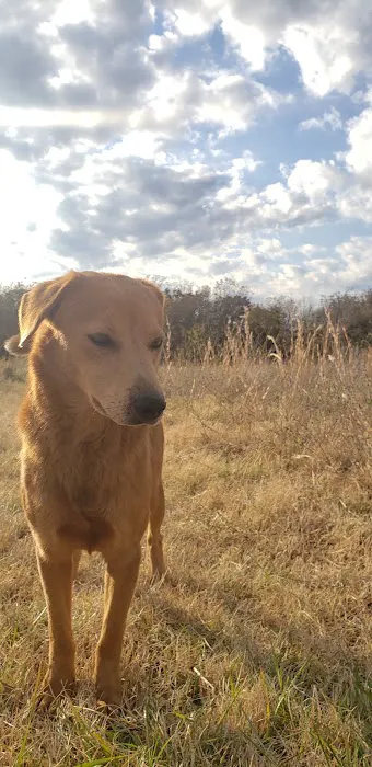 Bristow Veterinary Care Center Picture 7