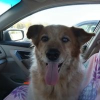 Stroud Veterinary Hospital ico