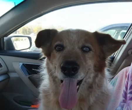 Stroud Veterinary Hospital