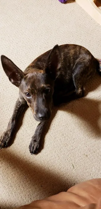 Denney Frank O DVM Picture 2