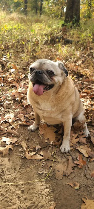 Veterinary Medical Associates Picture 1