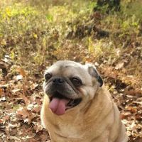 Veterinary Medical Associates ico